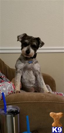 WilkyMini Picture 1